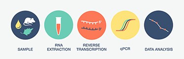 Video: Five Steps to Overcome Reverse Transcription Challenges for Optimal RT-⁠qPCR