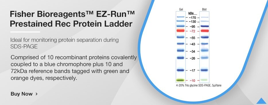 Cytiva Rainbow Molecular Weight Markers:Gel Electrophoresis Equipment and